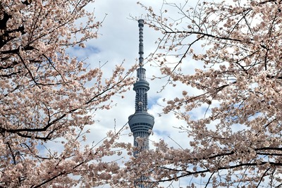 台東区立隅田公園から見た桜と東京スカイツリー