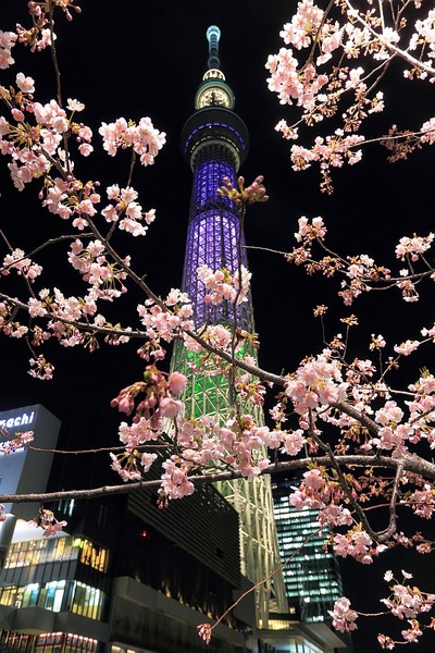 河津桜と東京スカイツリー「ラベンダー」