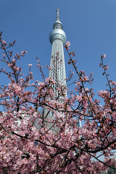 河津桜と東京スカイツリー