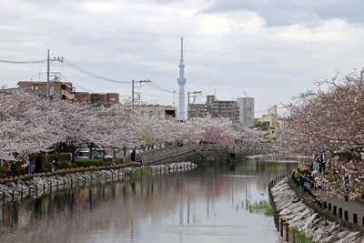 新川千本桜と東京スカイツリー