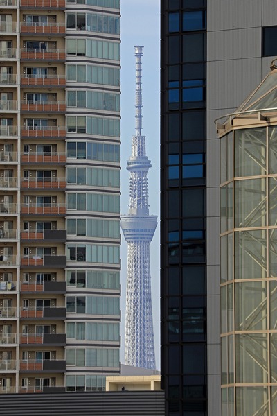 豊洲から見る隙間ツリー