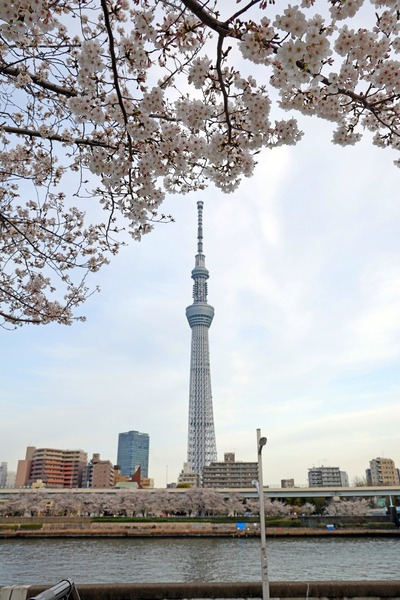 隅田公園の桜と東京スカイツリー