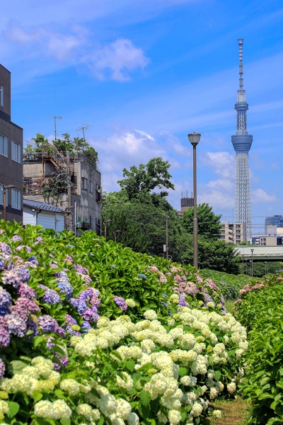 紫陽花と東京スカイツリー