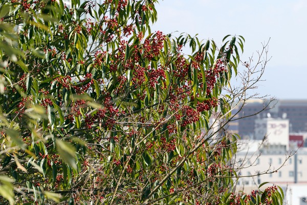 ¥¢¥¯¥í¥¹»³