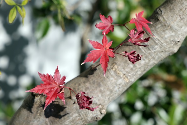 ¥¢¥¯¥í¥¹»³¤Î¹ÈÍÕ