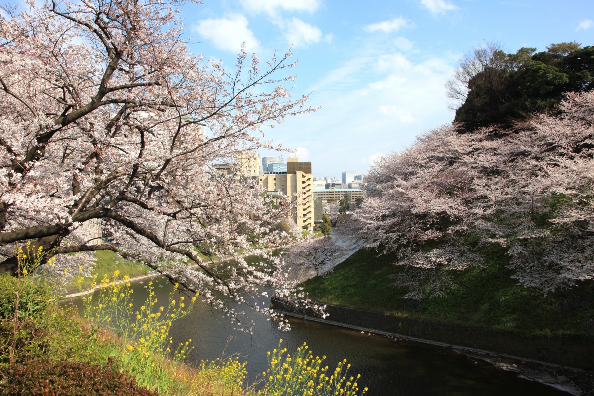皇居の桜 超高層マンション 超高層ビル