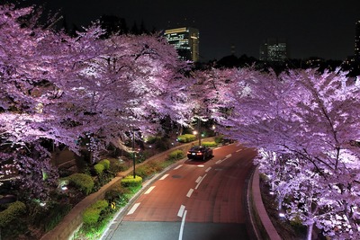 東京ミッドタウンの夜桜