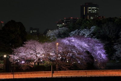 千鳥ヶ淵の夜桜