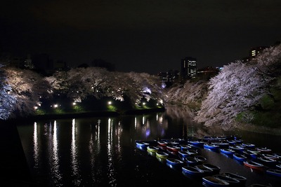 千鳥ヶ淵の夜桜