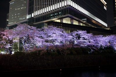 東京ガーデンテラス紀尾井町の夜桜