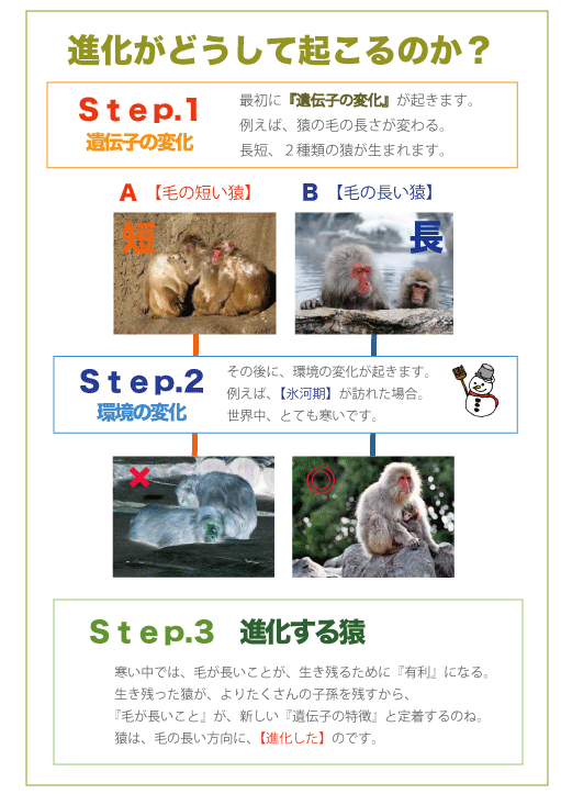 猿の進化
