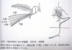 bluetail happiness 蚊の撃退法 完全版 Livedoor Blog ブログ bluetail happiness 蚊の撃退法 完全版 Livedoor Blog ブログ