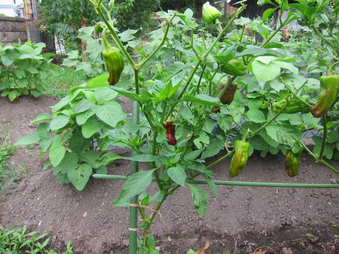 18 7 28 夏野菜 ピーマンの更新剪定 Blue Thunder 弐のblog 18 7 28 夏野菜 ピーマンの更新剪定 Blue Thunder 弐のblog