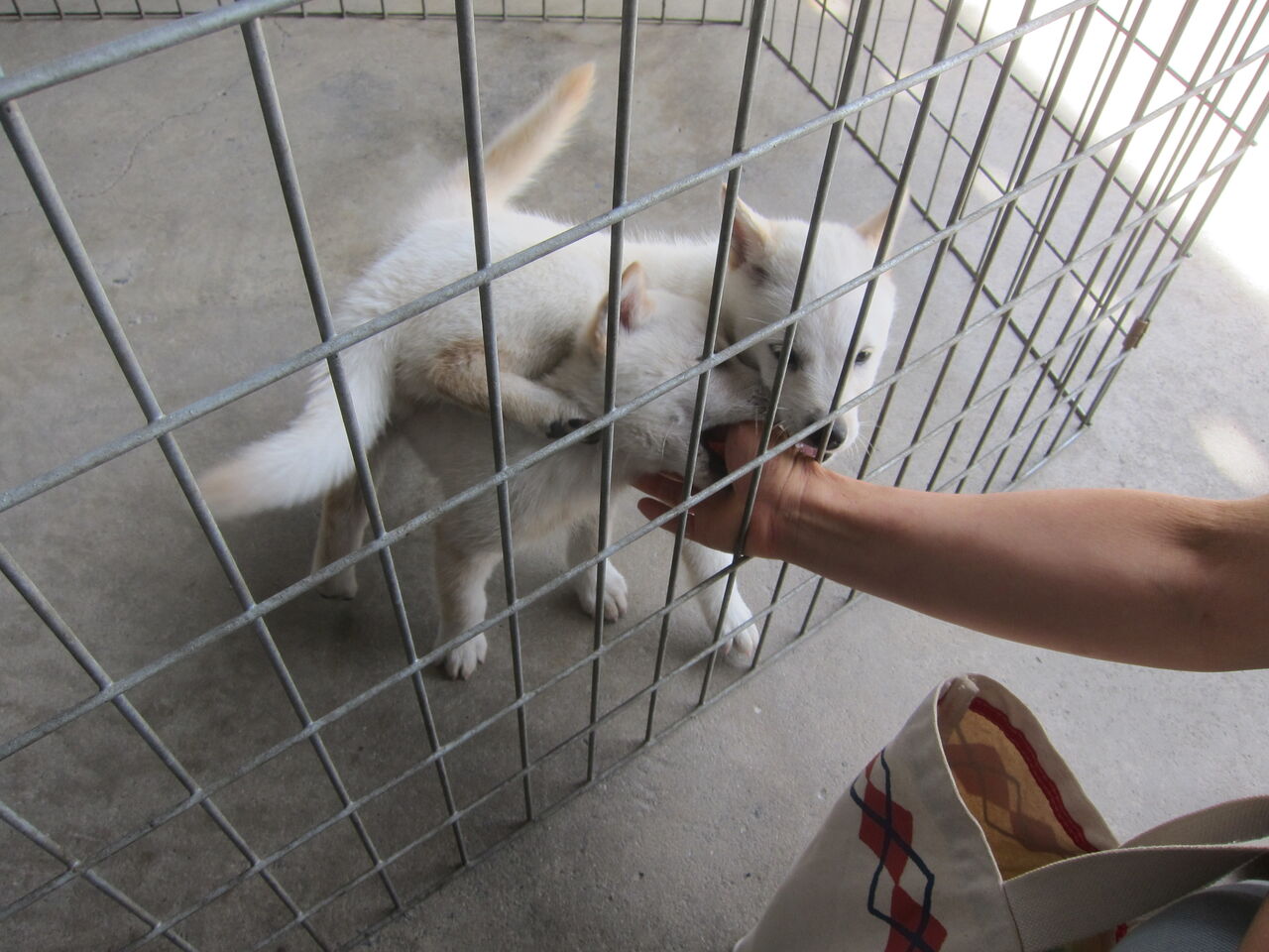 22 7 30 北海道犬の赤ちゃんがやって来た Blue Thunder 弐のblog