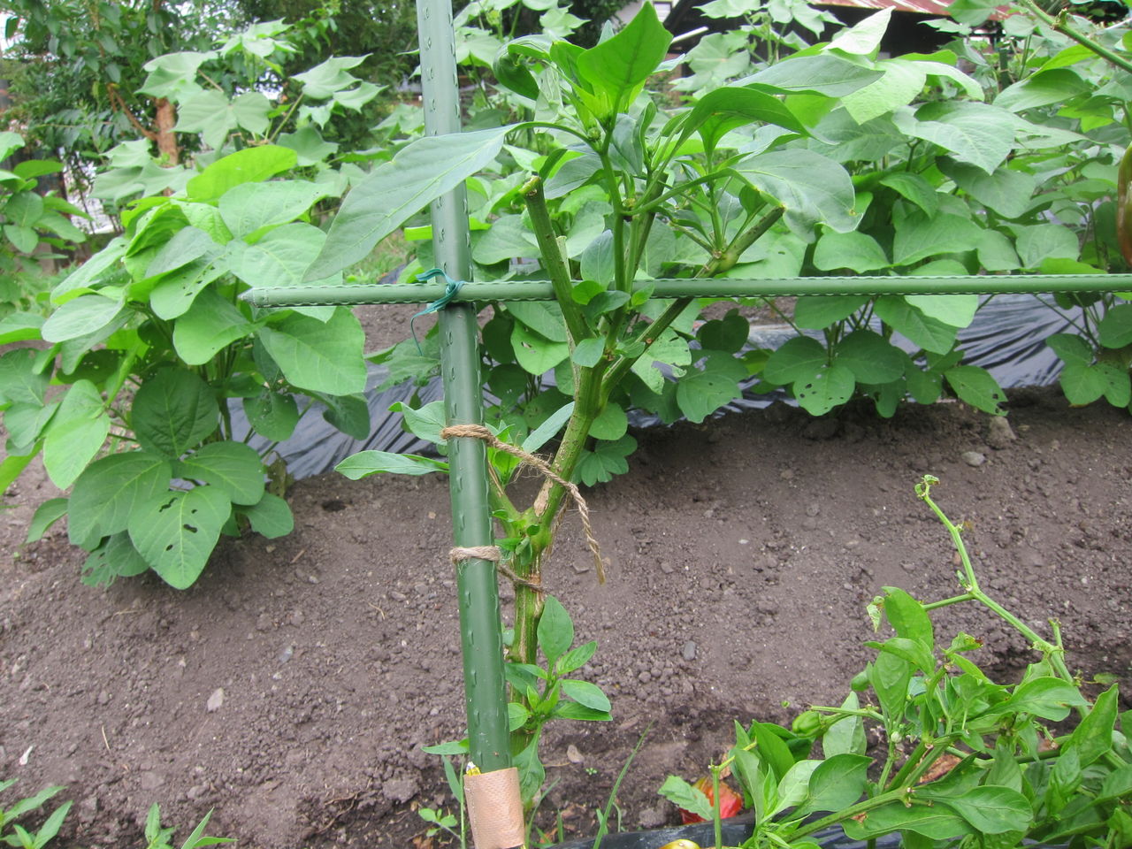 18 7 28 夏野菜 ピーマンの更新剪定 Blue Thunder 弐のblog 18 7 28 夏野菜 ピーマンの更新剪定 Blue Thunder 弐のblog