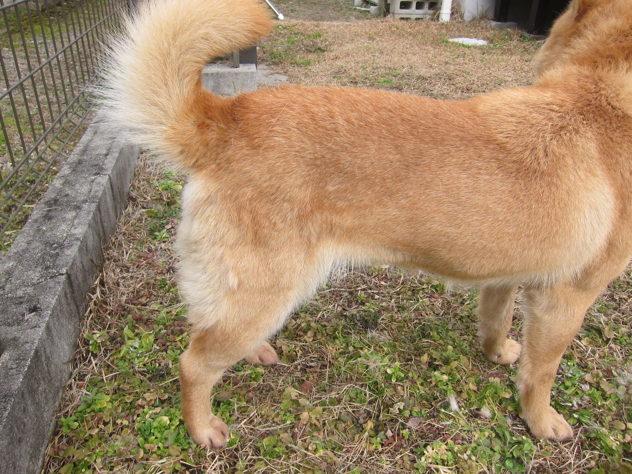 18 2 3 北海道犬 2度目の金ぐしブラッシングとフロントラインプラスの滴下 Blue Thunder 弐のblog