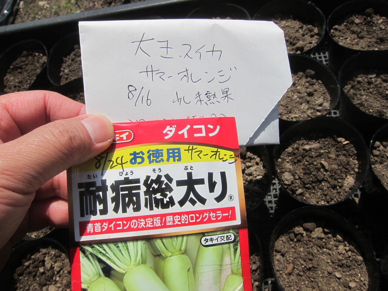 22 4 10 大玉スイカの種蒔き Blue Thunder 弐のblog