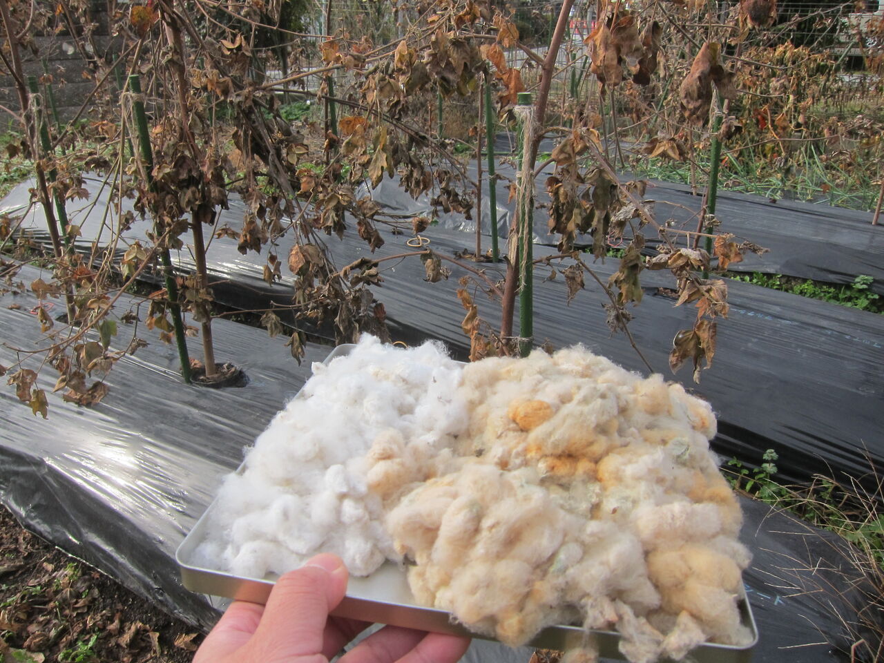 Blue Thunder 弐のblog 収穫