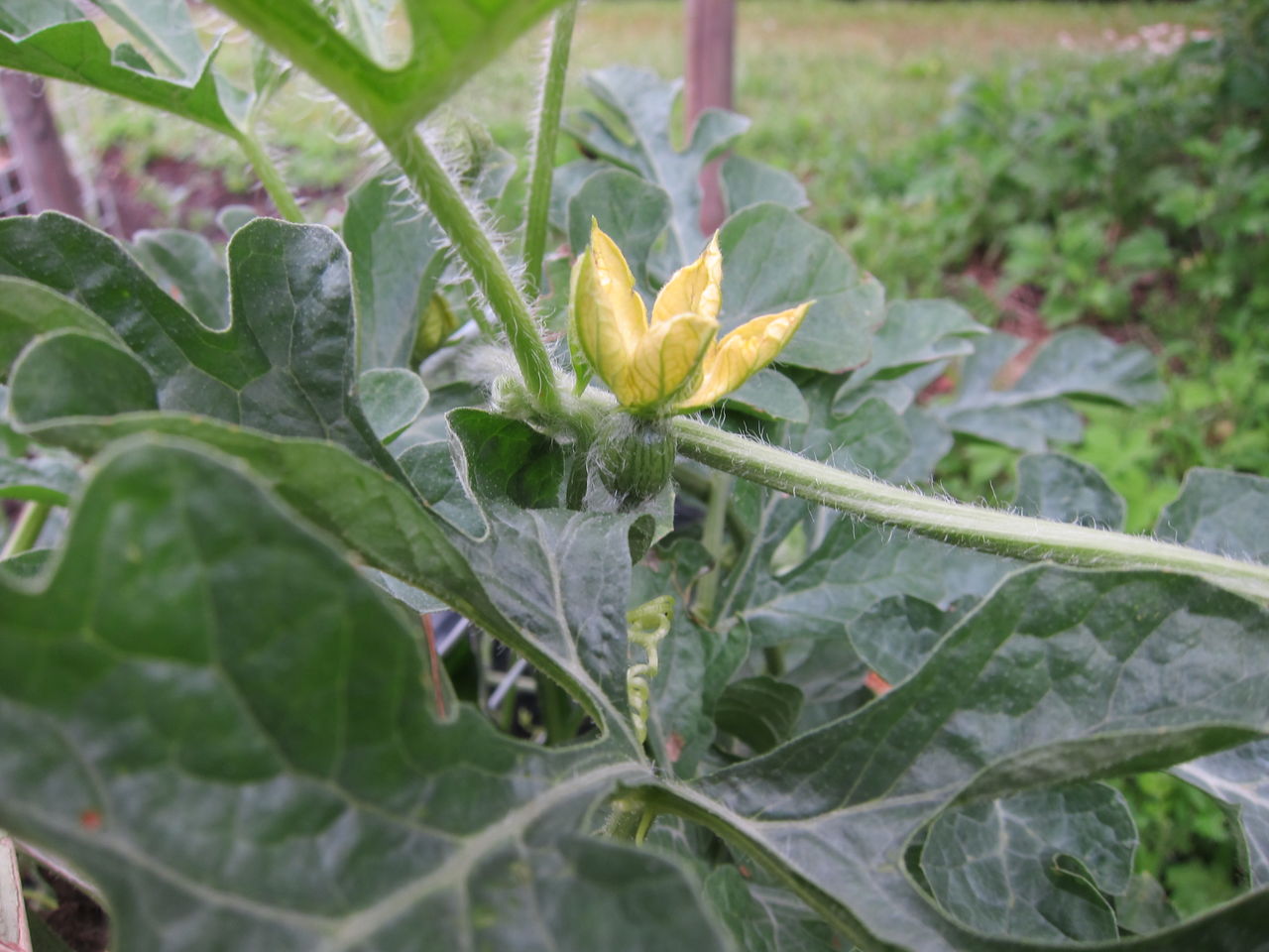 17 6 22 小玉スイカの受粉作業 Blue Thunder 弐のblog