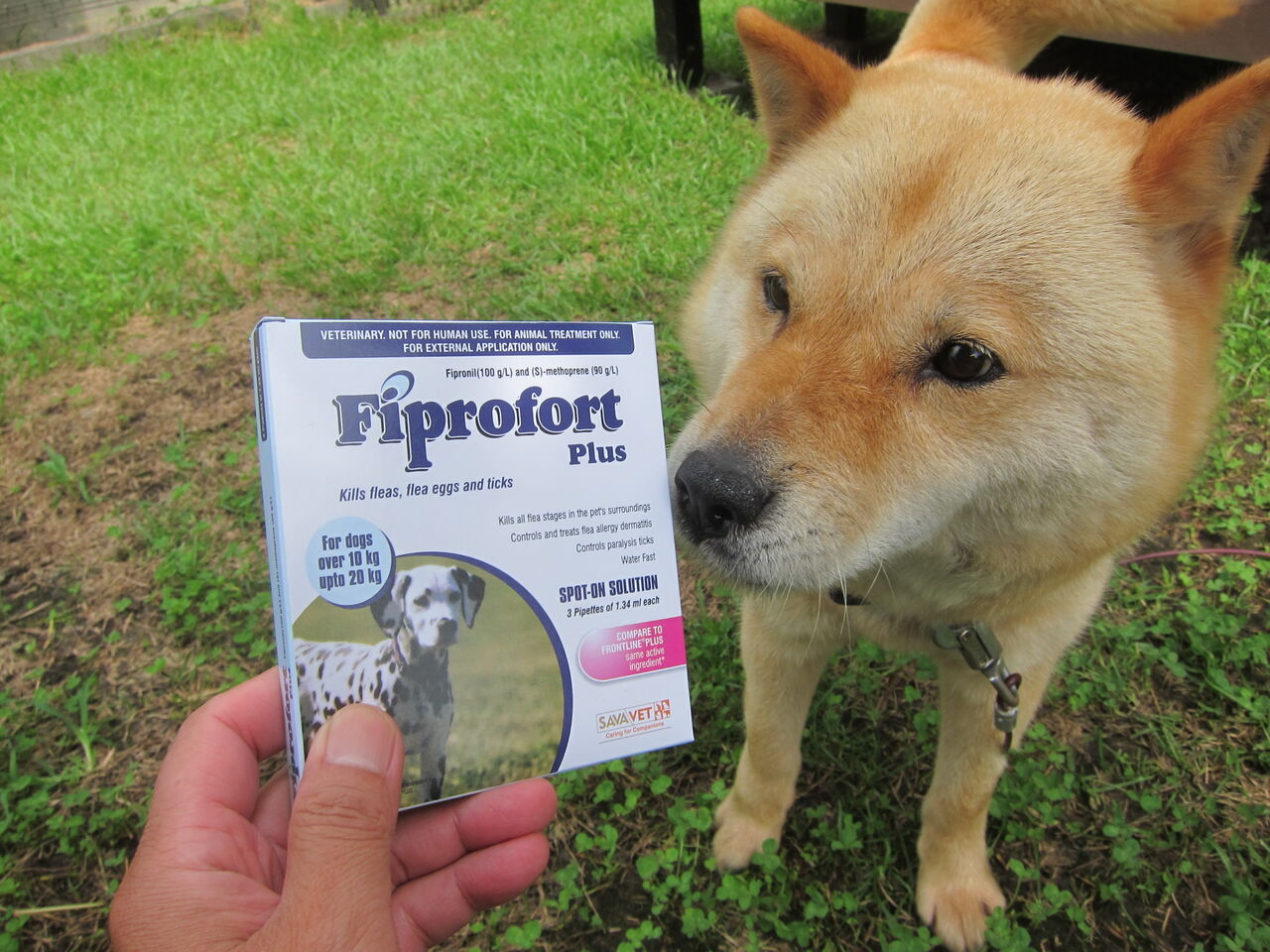 北海道犬 8月のお薬 8 2 フロントラインプラスのジェネリック 8 10 ストロングハートプラス Blue Thunder 弐のblog