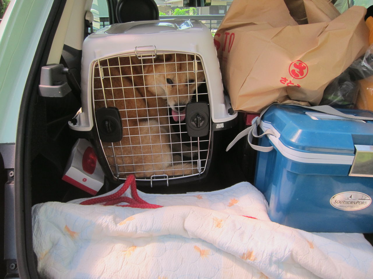 18 7 24 北海道犬の川遊び Blue Thunder 弐のblog