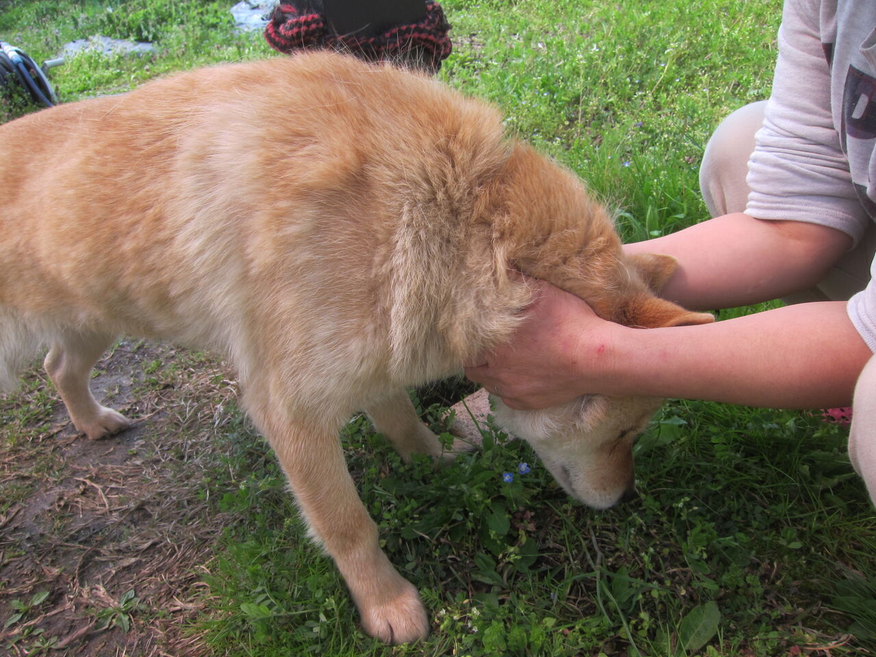 北海道犬 4 4 春シャンプーと金ぐし Blue Thunder 弐のblog 北海道犬 4 4 春シャンプーと金ぐし Blue Thunder 弐のblog