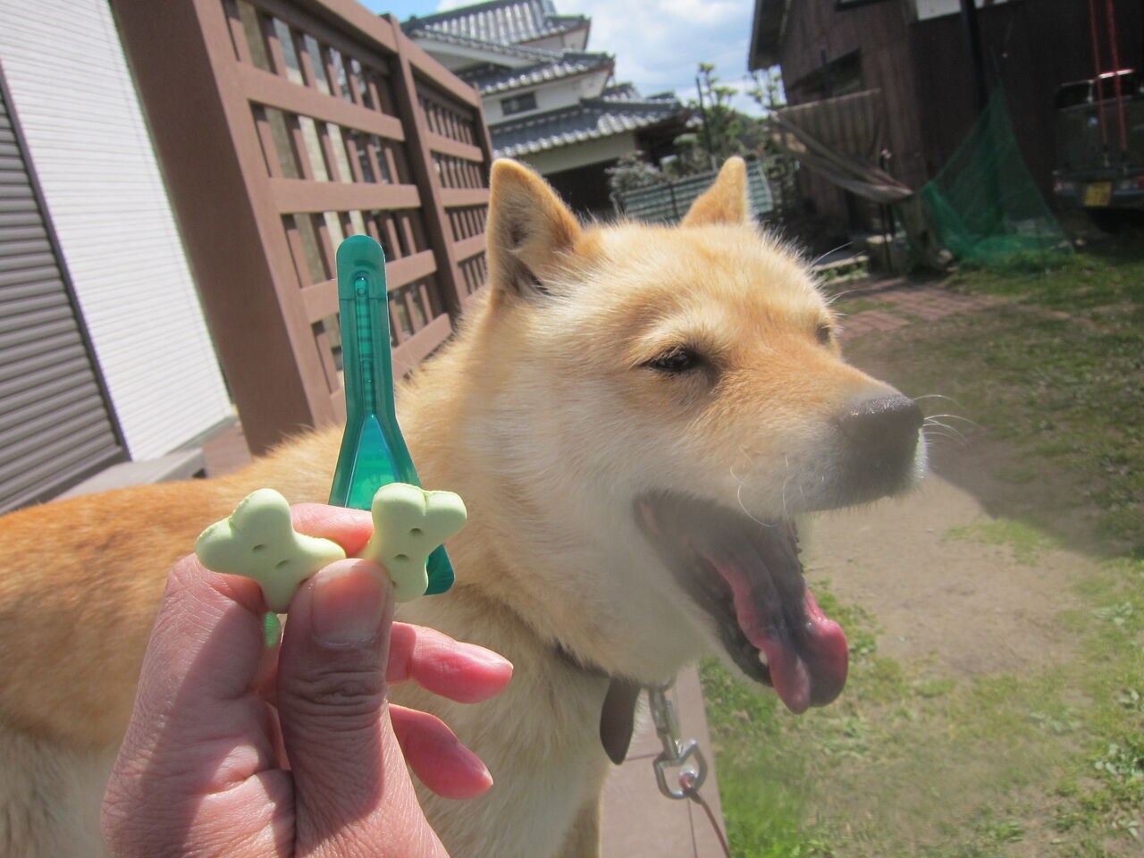北海道犬 4月のお薬 4 5 フロントラインプラス Blue Thunder 弐のblog 北海道犬 4月のお薬 4 5 フロントラインプラス Blue Thunder 弐のblog