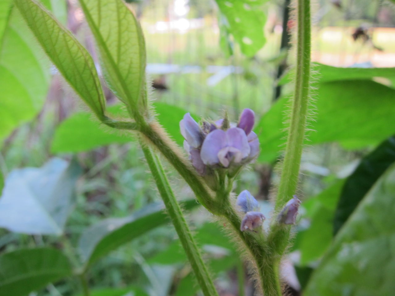 17 8 29 黒千石大豆が開花 Blue Thunder 弐のblog