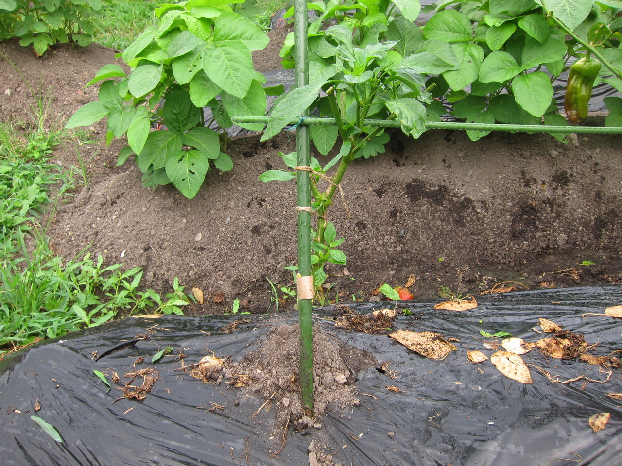 18 7 28 夏野菜 ピーマンの更新剪定 Blue Thunder 弐のblog