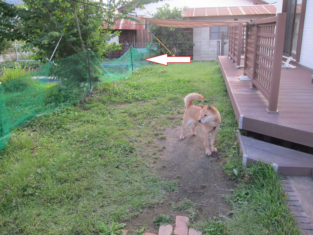 19 6 16 北海道犬 セルフドッグラン Blue Thunder 弐のblog 19 6 16 北海道犬 セルフドッグラン Blue Thunder 弐のblog