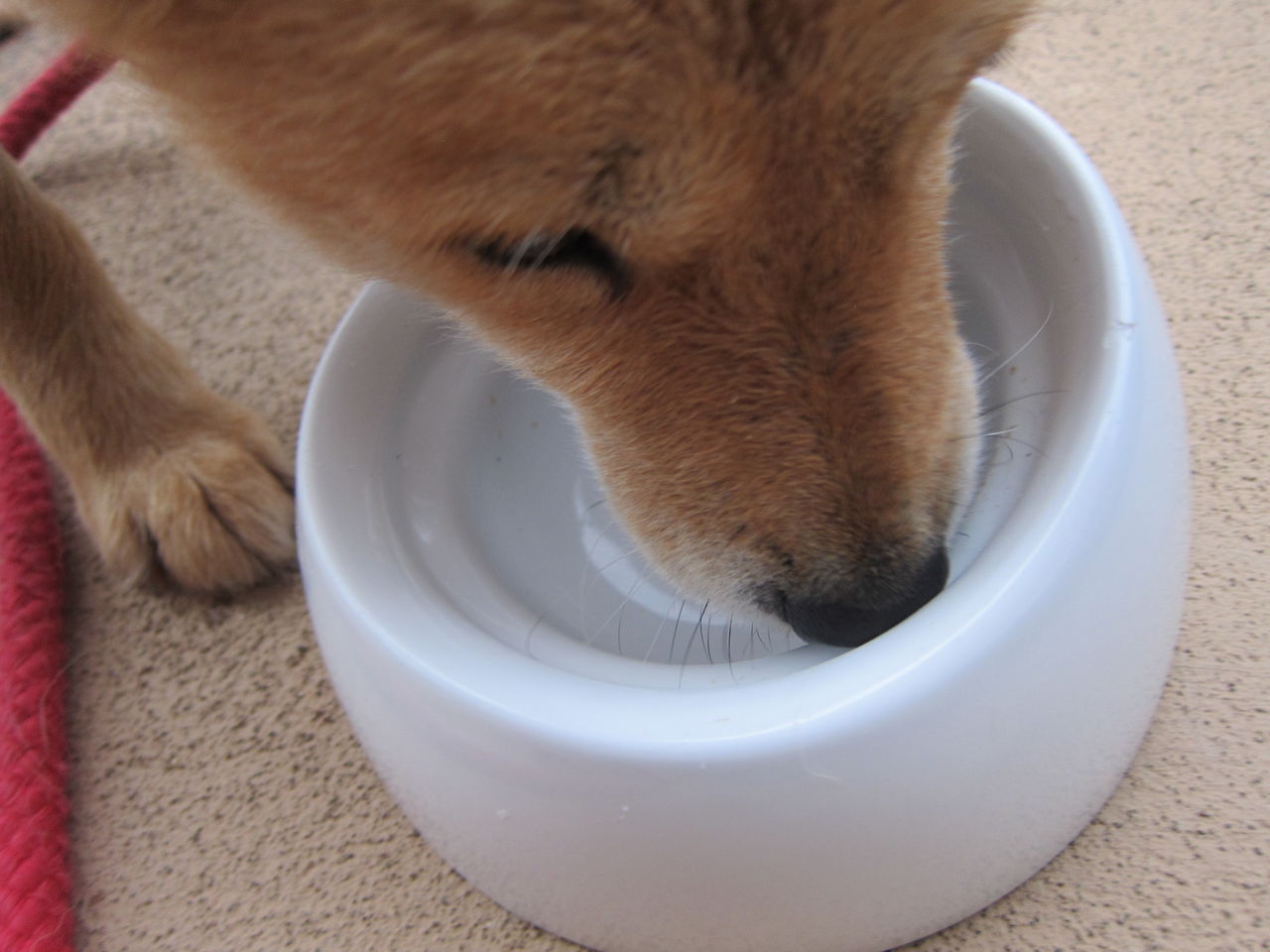 18 6 5 6 7 北海道犬 6月のお薬 Blue Thunder 弐のblog