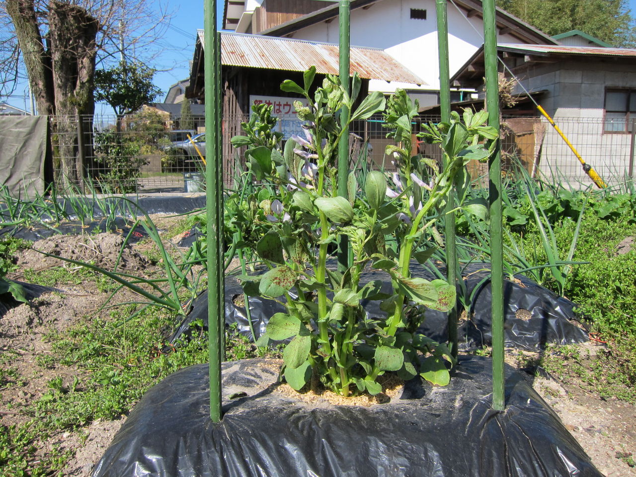 15 7 12 そら豆はどうなった Blue Thunder 弐のblog