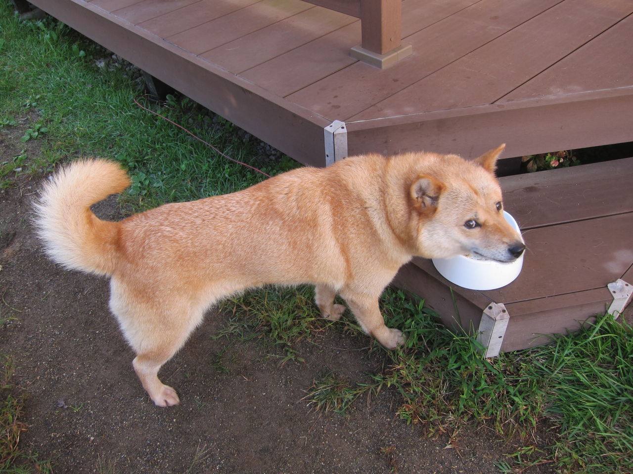 18 北海道犬 10月のお薬 10 8 フロントラインプラス 10 25 イベルメック Blue Thunder 弐のblog 18 北海道犬 10月のお薬 10 8 フロントラインプラス 10 25 イベルメック Blue Thunder 弐のblog