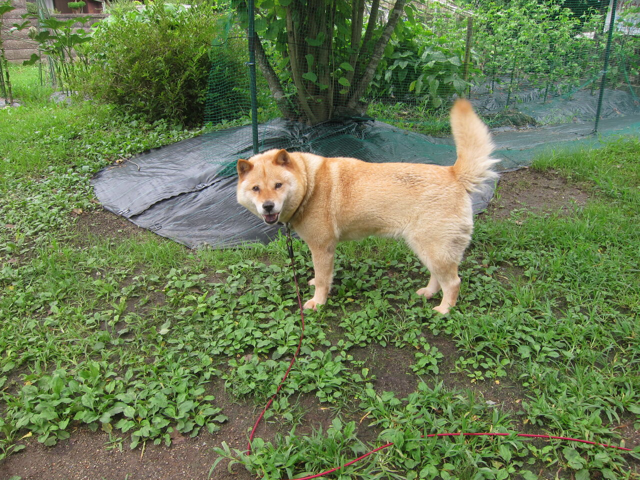 21 北海道犬の誕生日 8 6 9歳になりました セルフドッグラン改装 Blue Thunder 弐のblog