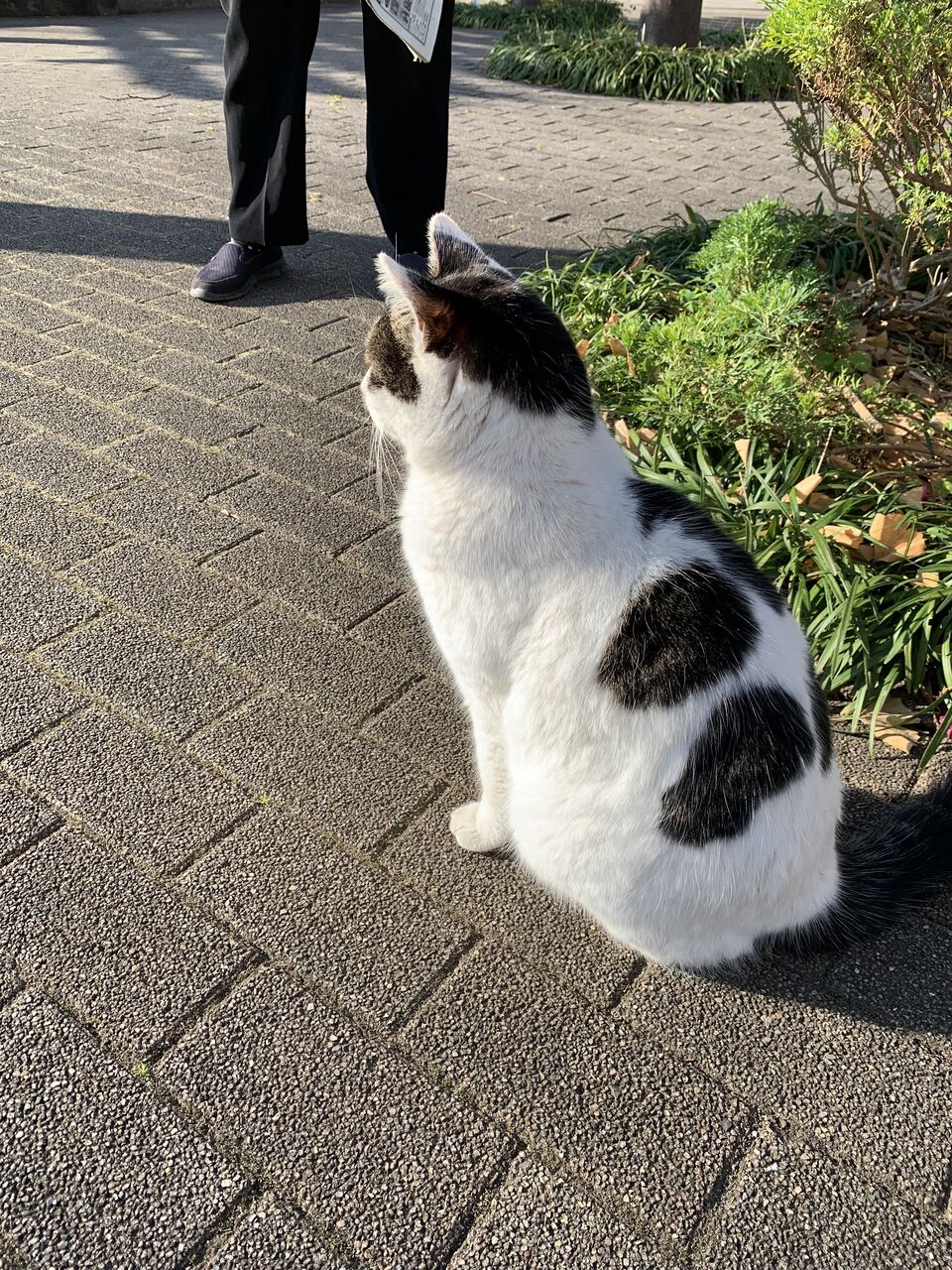 地域猫さま ひっさびさにキジぶちさんに ウタイテノユウツ Vape 自炊 ポタオデ生活 地域猫さま ひっさびさにキジぶちさんに ウタイテノユウツ Vape 自炊 ポタオデ生活
