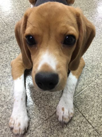2 おしゃれなヤギと愛犬ビビ ブルーマリン日記
