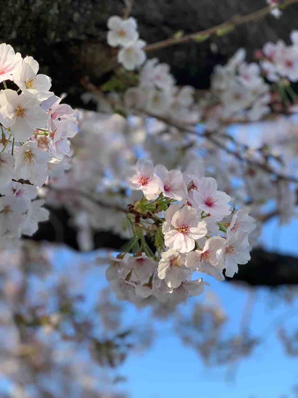 桜開花 まっちゃんブログ セラピスト専用ブログ