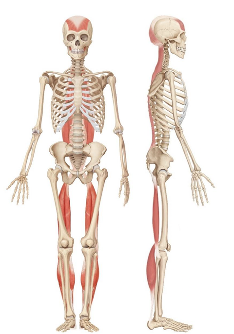 スクリーンショット 2024-02-26 17.00.56