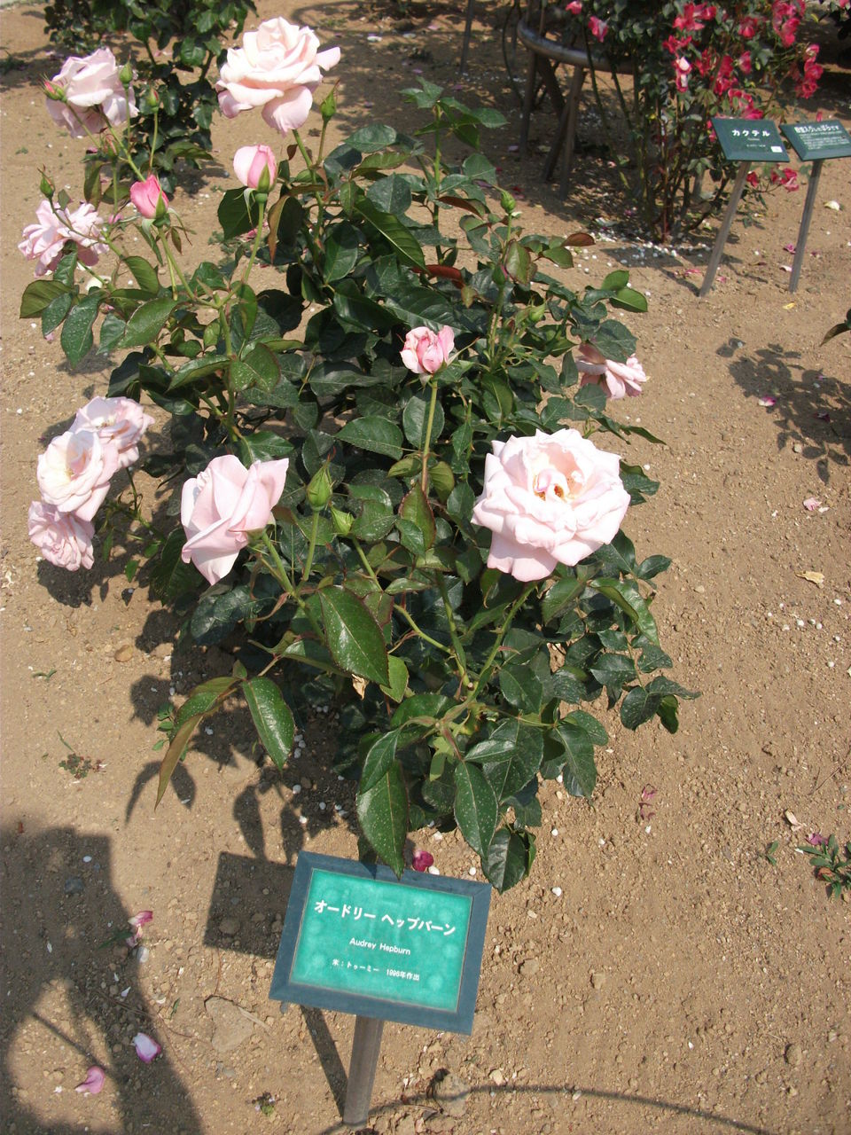 バラ園で観有名人の名前が付いた花等 Dr 11omのblog バラ園で観有名人の名前が付いた花等 Dr 11omのblog