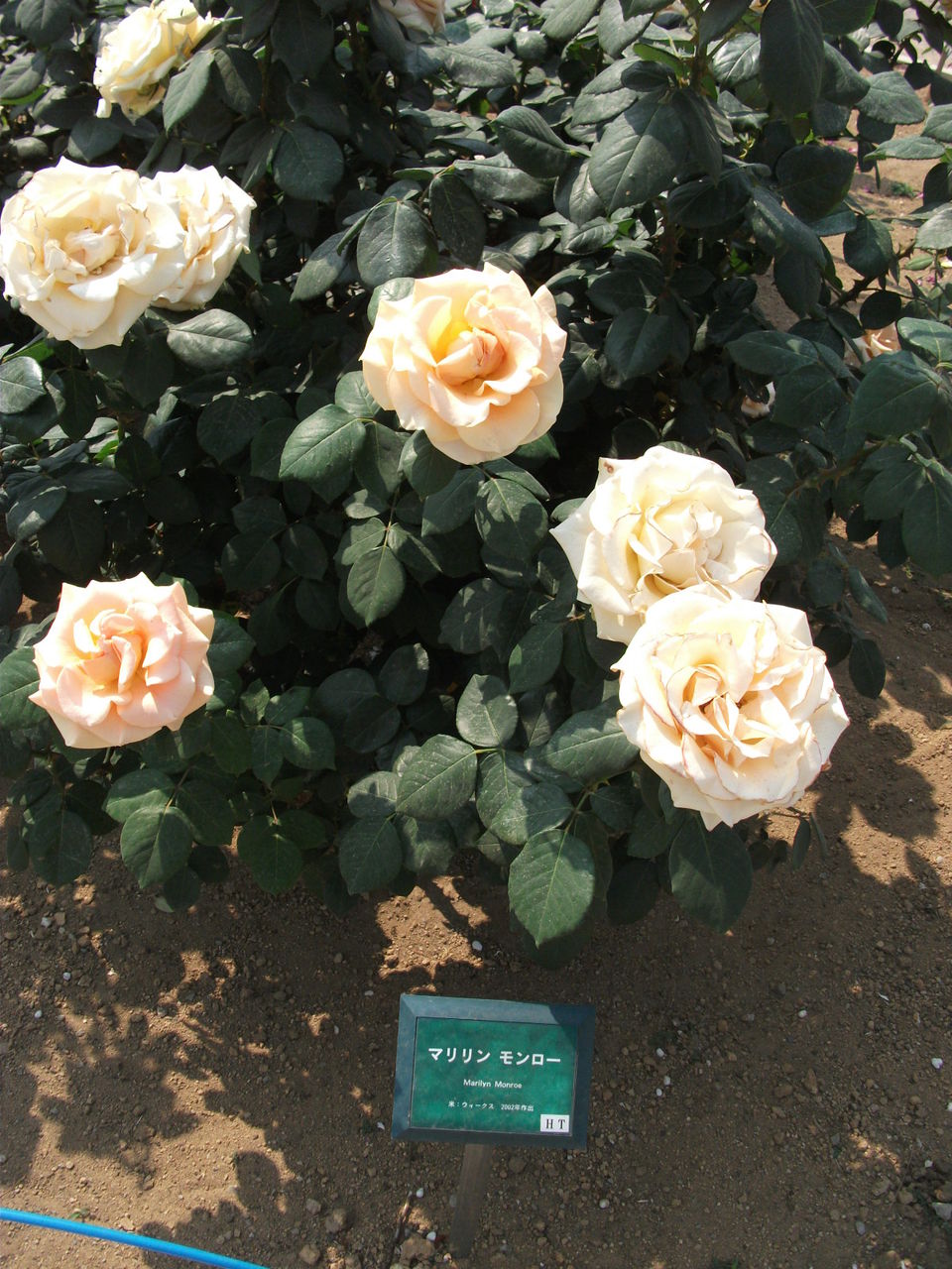バラ園で観有名人の名前が付いた花等 Dr 2011omのblog