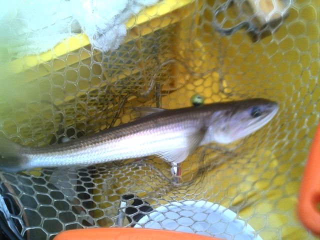 19年の釣行を振り返り 休日は若狭湾でボート釣り 2ndステージse 19年の釣行を振り返り 休日は若狭湾でボート釣り 2ndステージse