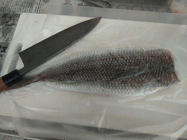 釣ってもリリースせずに食べてみたい海水魚 マエソの捌き方とは