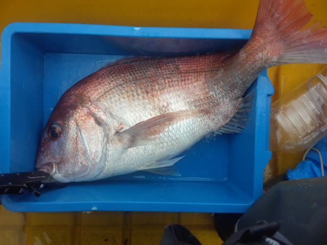 19年の釣行を振り返り 休日は若狭湾でボート釣り 2ndステージse 19年の釣行を振り返り 休日は若狭湾でボート釣り 2ndステージse