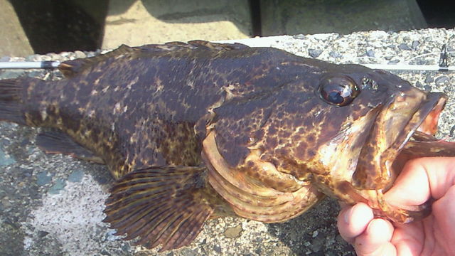 みちみちさん思い出の一匹 タケノコメバル をデジタル魚拓に 休日は若狭湾でボート釣り 2ndステージse