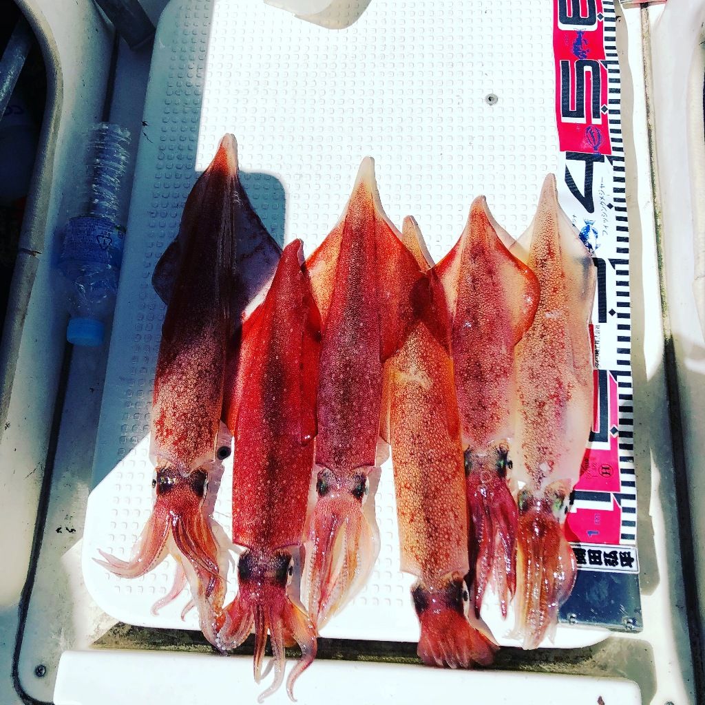 イメージ 5