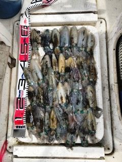 2019 9 4 アオリイカ