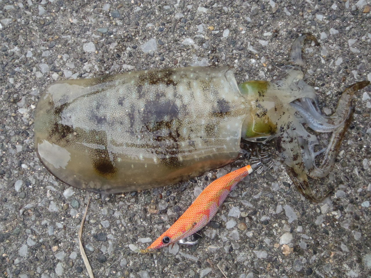 11 第42回釣行 福浦岸壁 エギング イカ釣れた わん にゃん ぎょ な Blog 11 第42回釣行 福浦岸壁 エギング イカ釣れた わん にゃん ぎょ な Blog