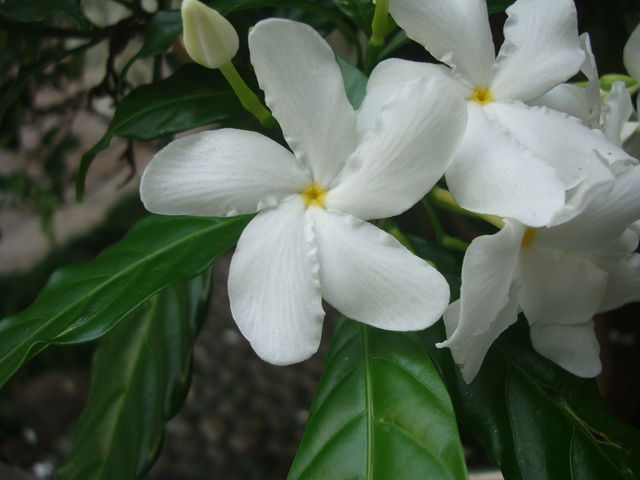 このハワイの白い花は サンユウカ 楽園ハワイと私