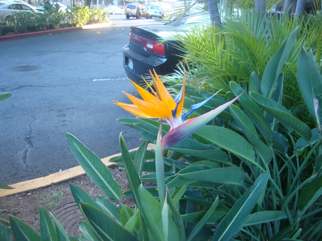 ハワイの極楽鳥花 楽園ハワイと私