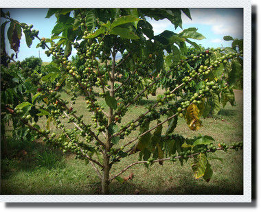 kako-NLy2wM27QJlkGtAj